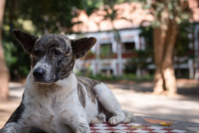 Close-up portrait of dog sitting outdoors