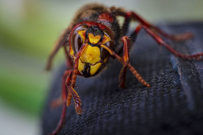 Close-up of spider