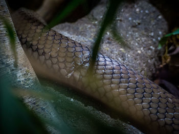 Close-up of lizard