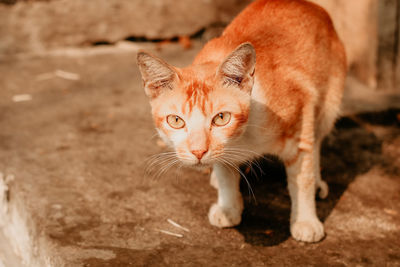 Close-up portrait of a cat