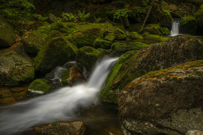 Scenic view of waterfall in forest