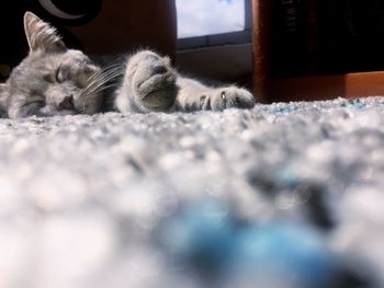 Low section of person with dog