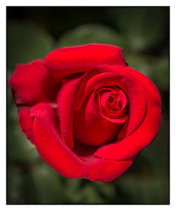 Close-up of red rose