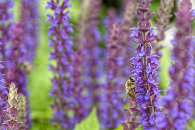 Close-up of bee pollinating on purple flowering plant