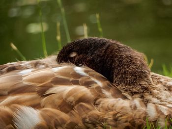 Close-up of bird