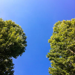 Low angle view of trees against blue sky