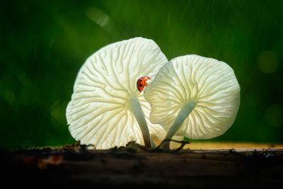 Close-up of white flower on wood