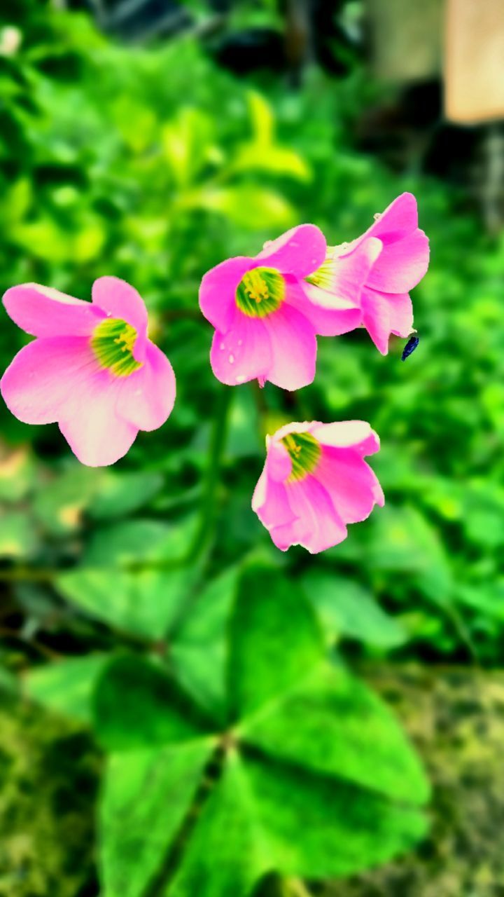 CLOSE-UP OF PINK FLOWER