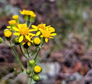 Close-up of yellow flowering plant on field