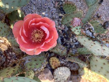 Close-up of red flowers