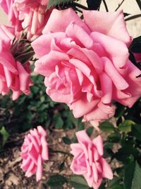 Close-up of pink rose