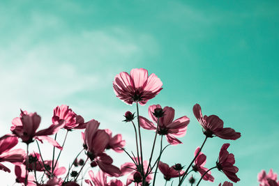 Low angle view of pink flowering plants against sky