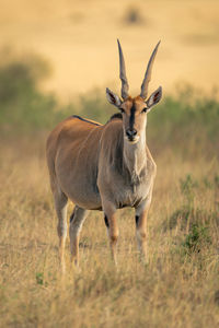 Deer standing on field