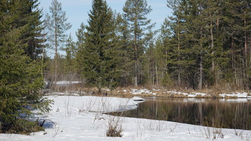 Scenic view of frozen lake in forest during winter