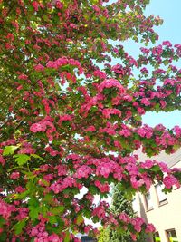 Low angle view of pink flowering tree