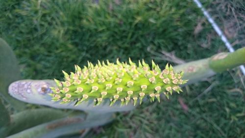 Close-up of lizard on plant