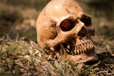 Close-up of human skull on field