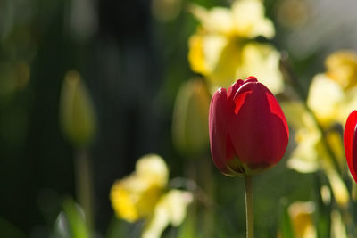 Close-up of red poppy blooming outdoors