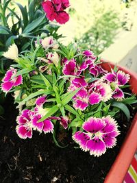 High angle view of pink flowers blooming outdoors