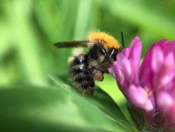 Close-up of bee pollinating on purple flower