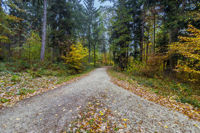 Road amidst trees in forest during autumn