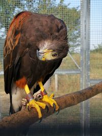 Eagle in zoo