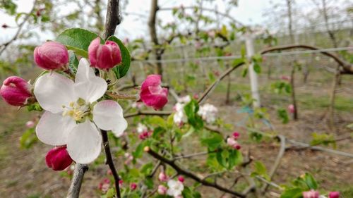 Close-up of pink cherry blossoms