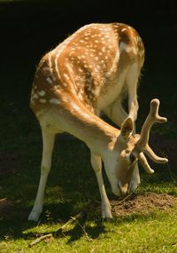 Side view of a deer on field