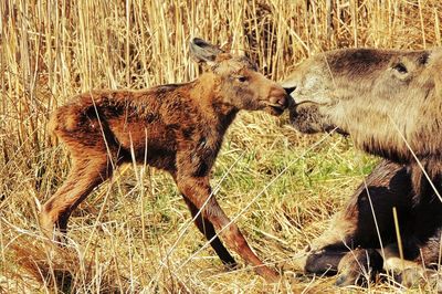 Moose with calf on grassy field