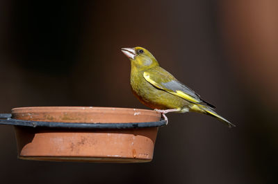 Close-up of bird perching on bowl
