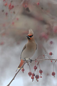 Close-up of bird perching on branch