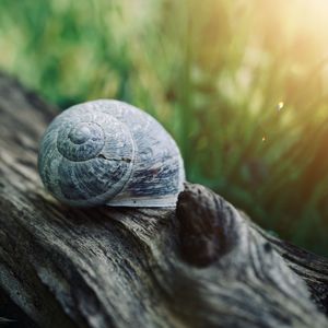 Little white snail on the ground in the nature