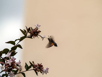 Close-up of insect on plant against clear sky