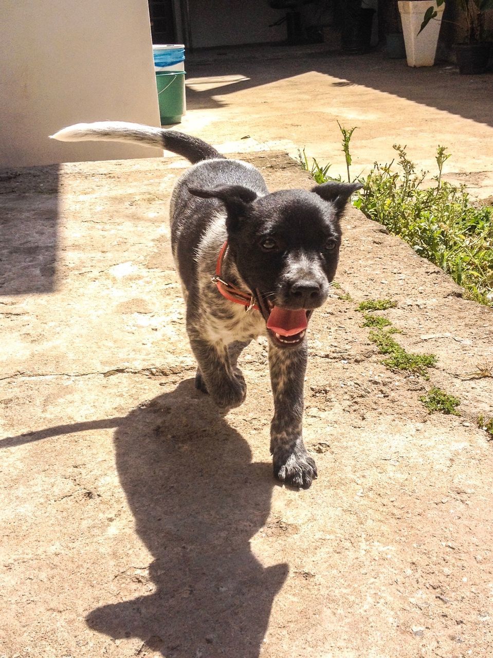 shadow, one animal, animal themes, domestic animals, dog, pets, sunlight, standing, full length, mammal, sunny, day, outdoors, footpath, no people