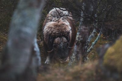 High angle view of muskox on field