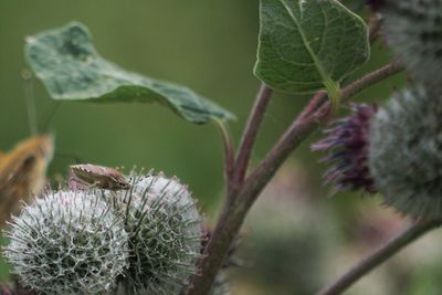 Close-up of pink flowering plant and beetle 