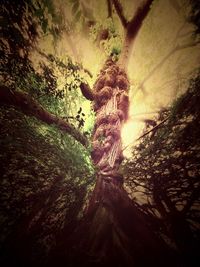 Low angle view of trees against sky