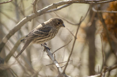 Female house finch perched on a hydrangea twig