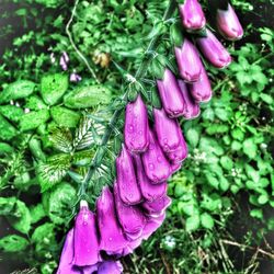 Close-up high angle view of purple flower