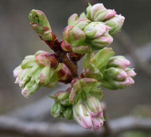 Close-up of flowering plant