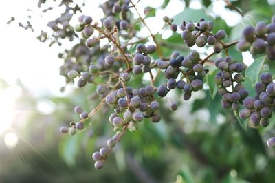 Close-up of grapes growing on tree