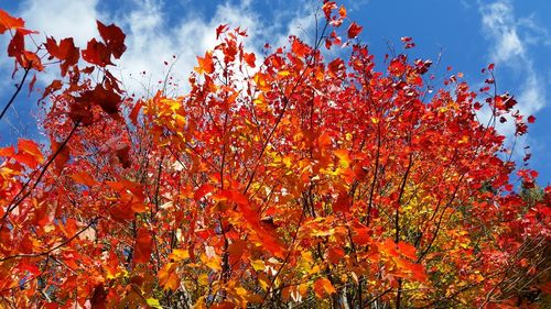 Low angle view of autumn tree against sky