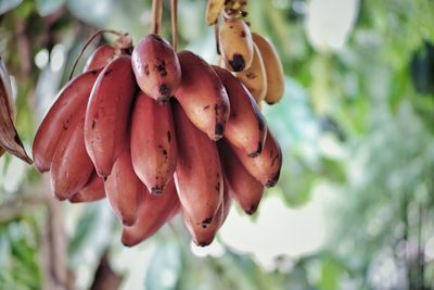 Close-up of fruits hanging on plant