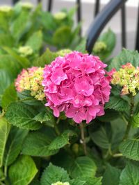 Close-up of pink flowers blooming outdoors