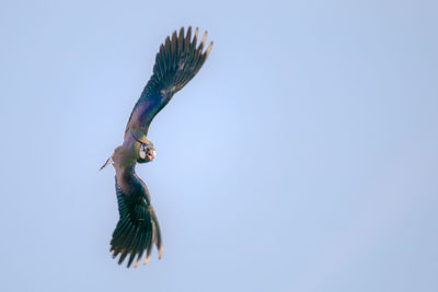 Low angle view of a bird flying