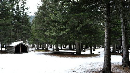 Trees in forest