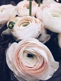 Close-up of white roses