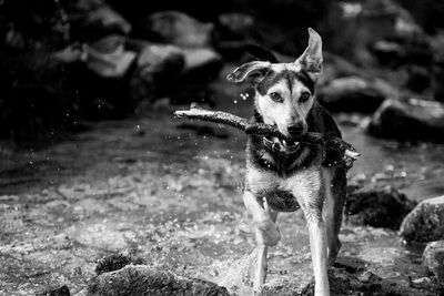 Portrait of dog running in water