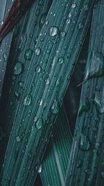 Full frame shot of wet leaves during rainy season