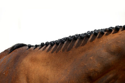 Close-up of snake against white background